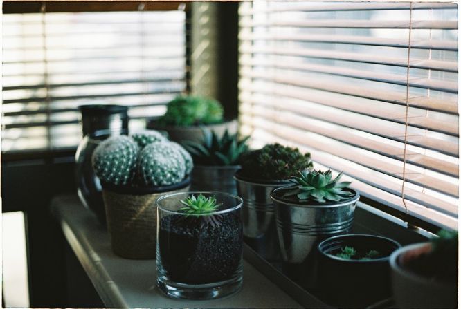 TOP 5 Plants to Have in Your Bedroom